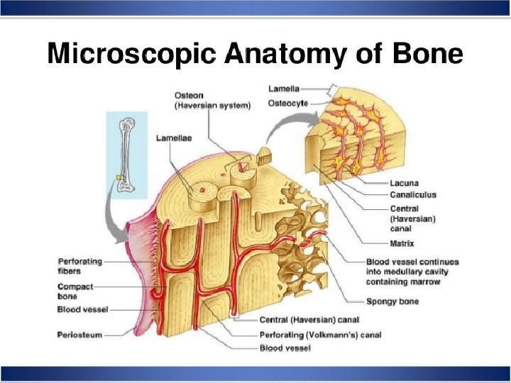 Anatomy Basic Dr Murat Alkan Bone The Basic