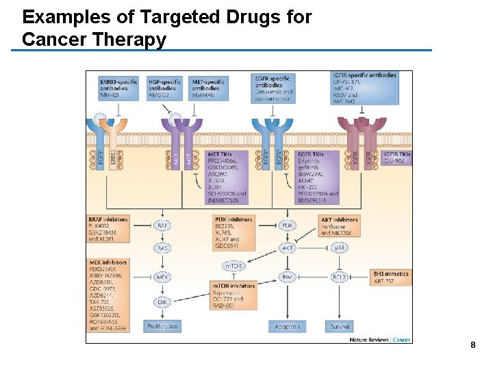 Examples of Targeted Drugs for Cancer Therapy 8 