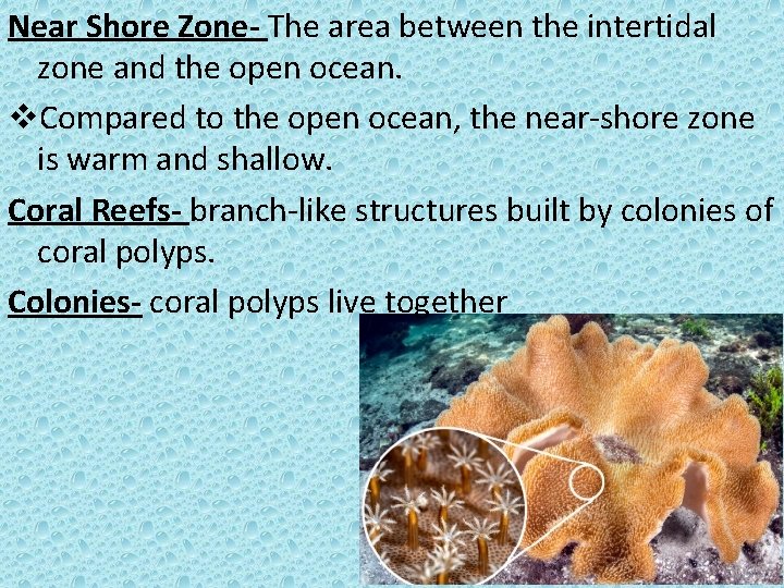 Near Shore Zone- The area between the intertidal zone and the open ocean. v.