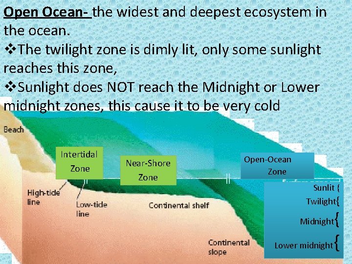 Open Ocean- the widest and deepest ecosystem in the ocean. v. The twilight zone