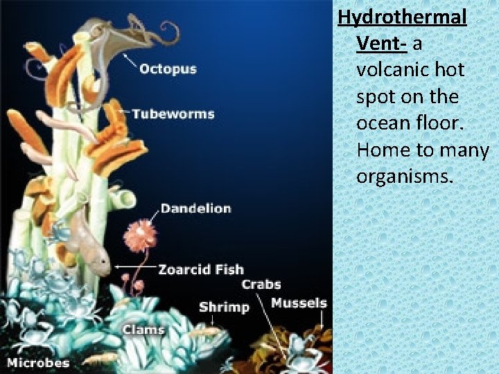 Hydrothermal Vent- a volcanic hot spot on the ocean floor. Home to many organisms.