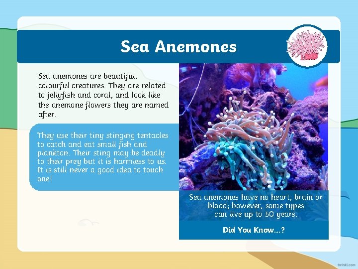 Sea Anemones Sea anemones are beautiful, colourful creatures. They are related to jellyfish and