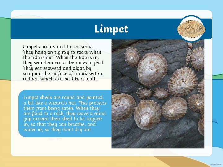 Limpets are related to sea snails. They hang on tightly to rocks when the