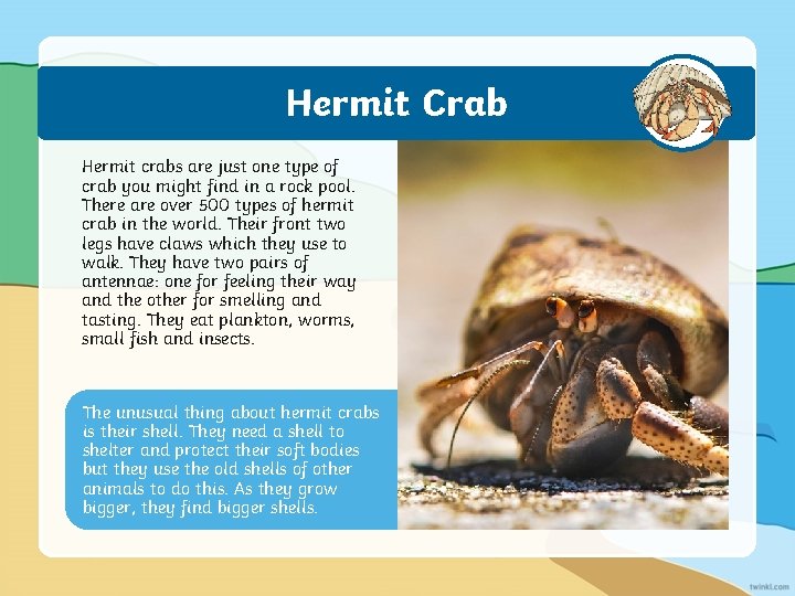 Hermit Crab Hermit crabs are just one type of crab you might find in