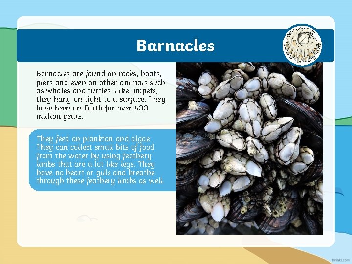 Barnacles are found on rocks, boats, piers and even on other animals such as