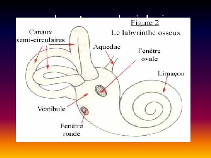 rappel anatomo-physiologique rappel anatomo-physiologique