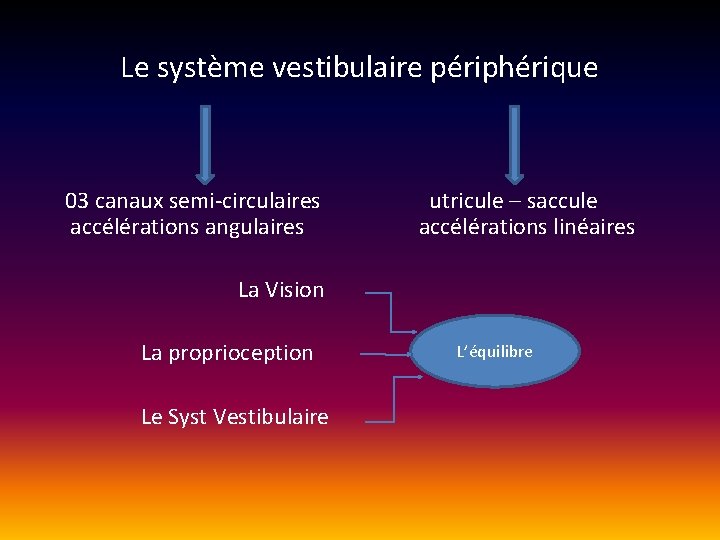 Le système vestibulaire périphérique 03 canaux semi-circulaires utricule – saccule accélérations angulaires accélérations linéaires Le système vestibulaire périphérique 03 canaux semi-circulaires utricule – saccule accélérations angulaires accélérations linéaires