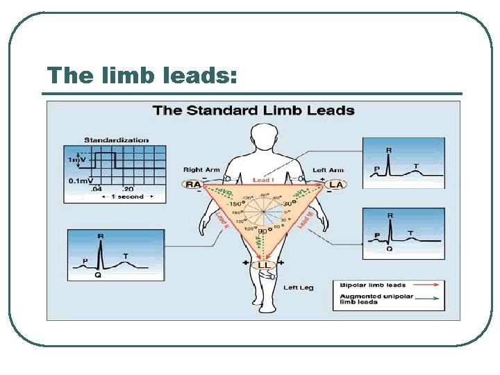 The limb leads: 