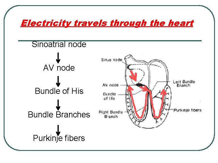 Electricity travels through the heart Sinoatrial node AV node Bundle of His Bundle Branches