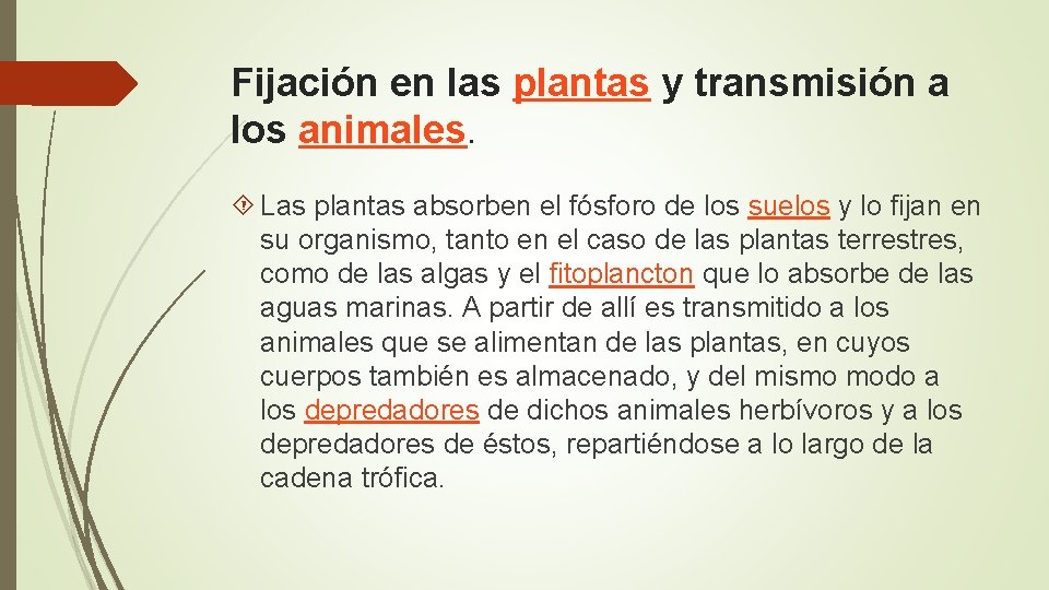 Fijación en las plantas y transmisión a los animales. Las plantas absorben el fósforo