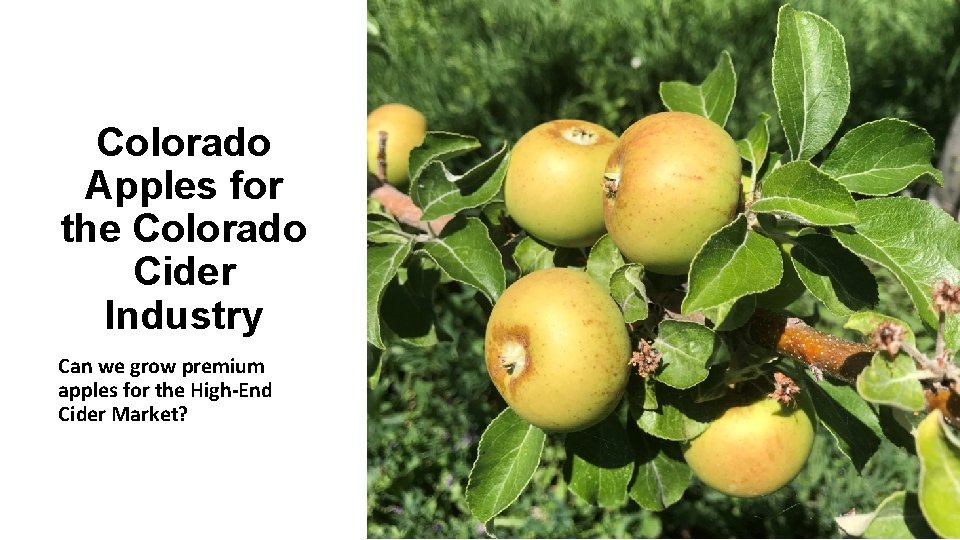 Colorado Apples for the Colorado Cider Industry Can we grow premium apples for the