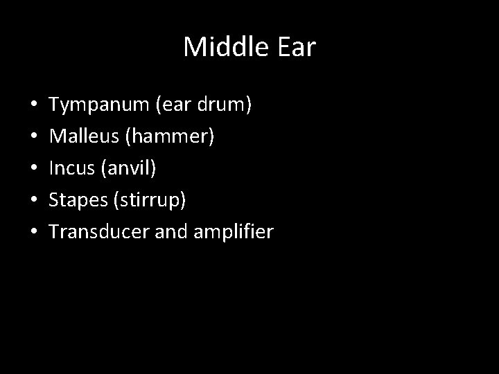 Middle Ear • • • Tympanum (ear drum) Malleus (hammer) Incus (anvil) Stapes (stirrup)