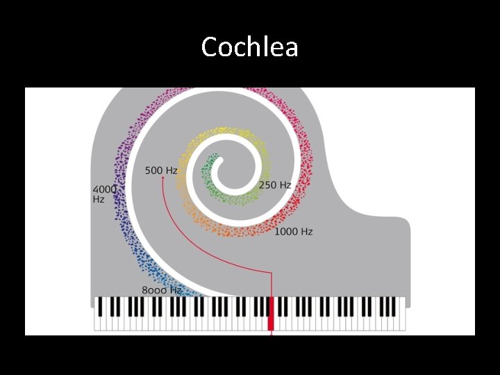 Cochlea 