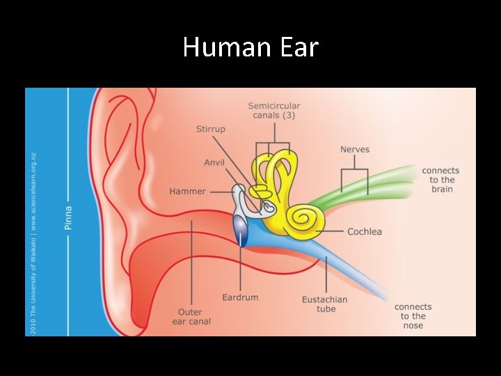 Human Ear 