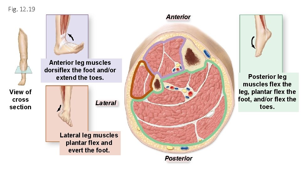 Fig. 12. 19 Anterior leg muscles dorsiflex the foot and/or extend the toes. View