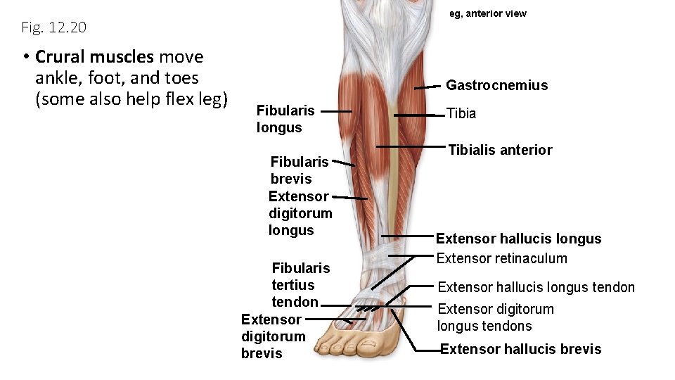 (a) Right leg, anterior view Fig. 12. 20 • Crural muscles move ankle, foot,
