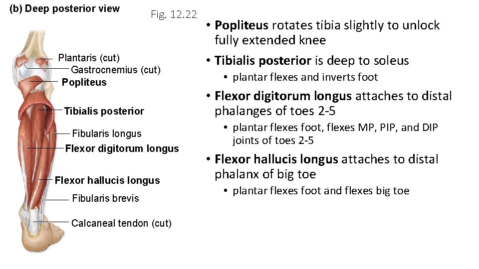 (b) Deep posterior view Fig. 12. 22 Plantaris (cut) Gastrocnemius (cut) Popliteus Tibialis posterior