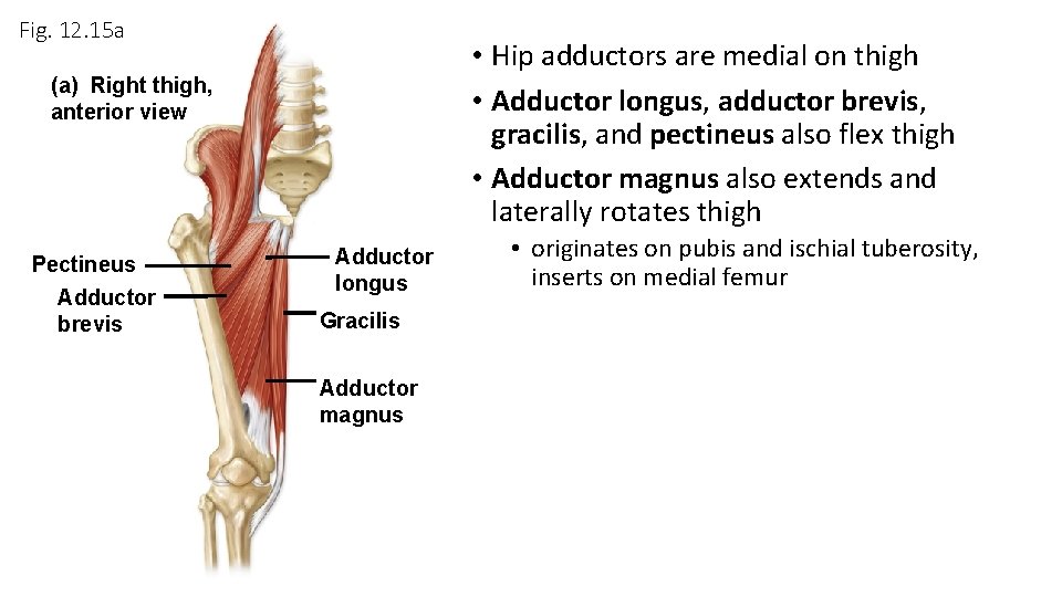 Fig. 12. 15 a • Hip adductors are medial on thigh • Adductor longus,