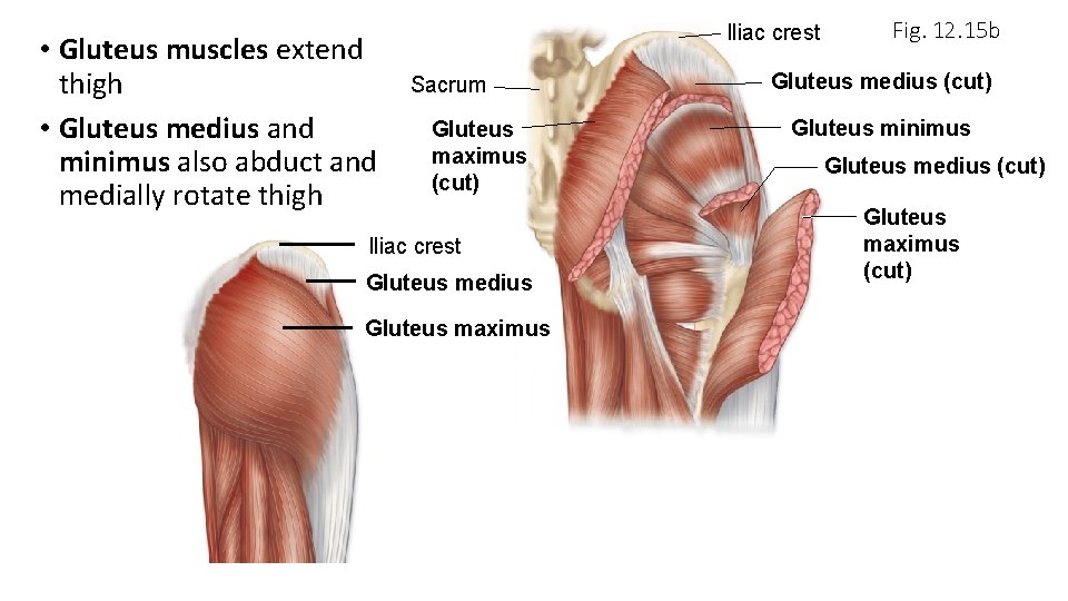  • Gluteus muscles extend thigh • Gluteus medius and minimus also abduct and