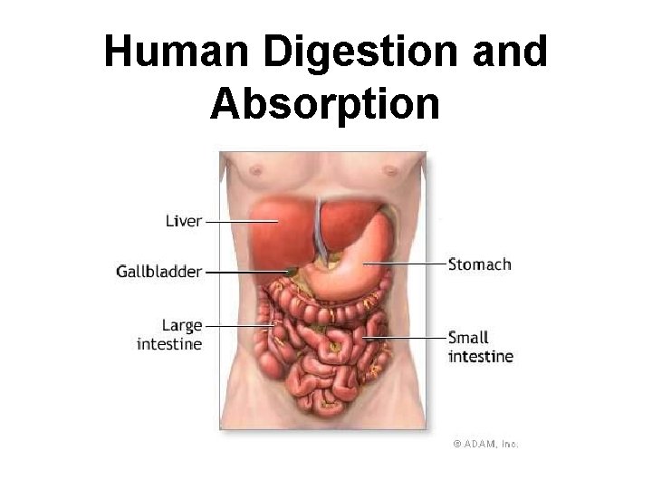 Human Digestion and Absorption 
