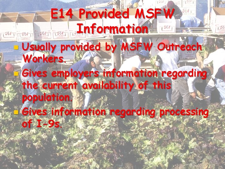 E 14 Provided MSFW Information Usually provided by MSFW Outreach Workers. n Gives employers