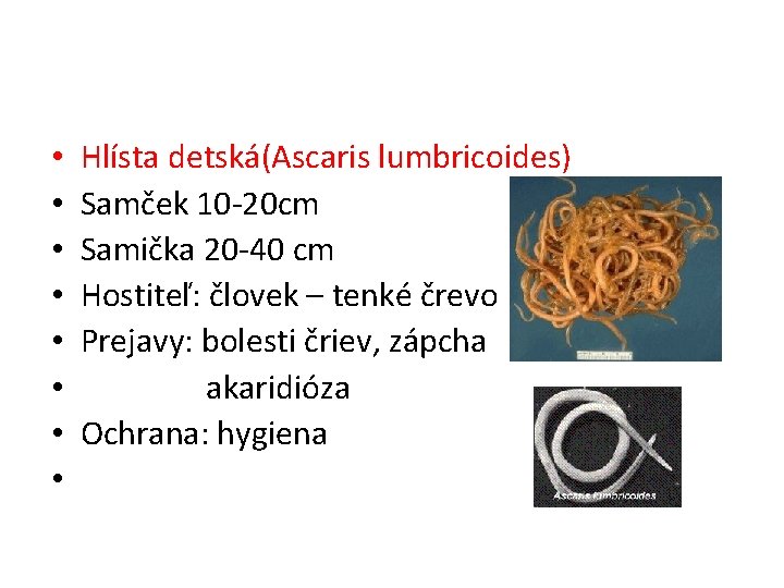  • • Hlísta detská(Ascaris lumbricoides) Samček 10 -20 cm Samička 20 -40 cm