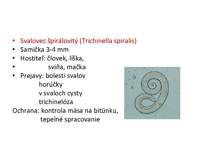Svalovec špirálovitý (Trichinella spiralis) Samička 3 -4 mm Hostiteľ: človek, líška, sviňa, mačka Prejavy: