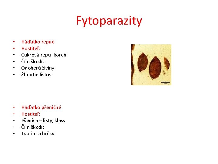 Fytoparazity • • • Háďatko repné Hostiteľ: Cukrová repa- koreň Čím škodí: Odoberá živiny