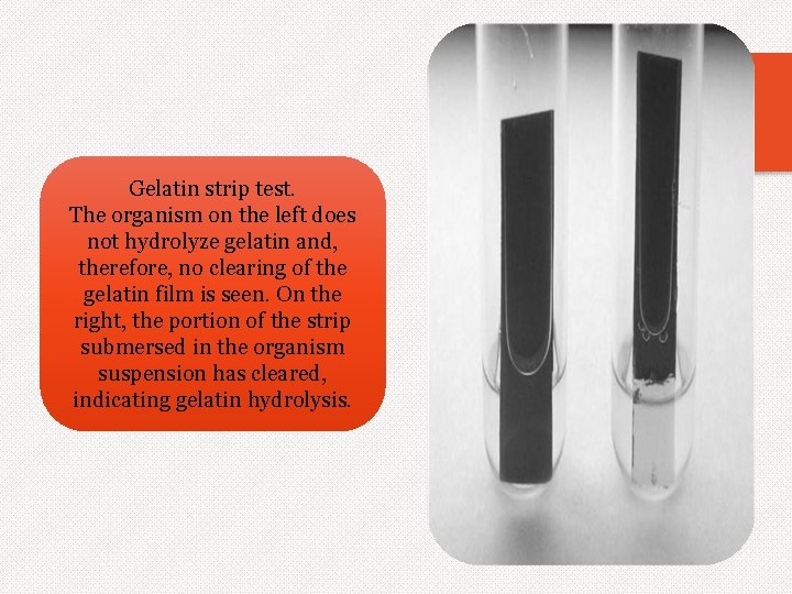 Gelatin strip test. The organism on the left does not hydrolyze gelatin and, therefore,