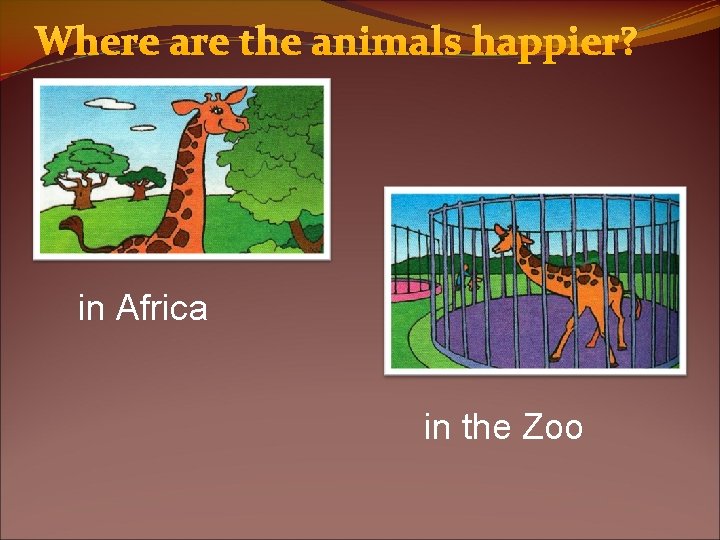 Where are the animals happier? in Africa in the Zoo 