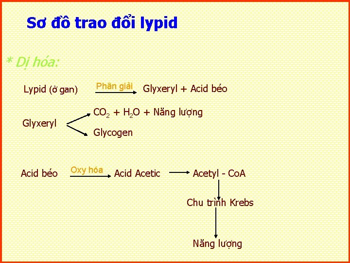 Sơ đồ trao đổi lypid * Dị hóa: Lypid (ở gan) Glyxeryl Acid béo Sơ đồ trao đổi lypid * Dị hóa: Lypid (ở gan) Glyxeryl Acid béo