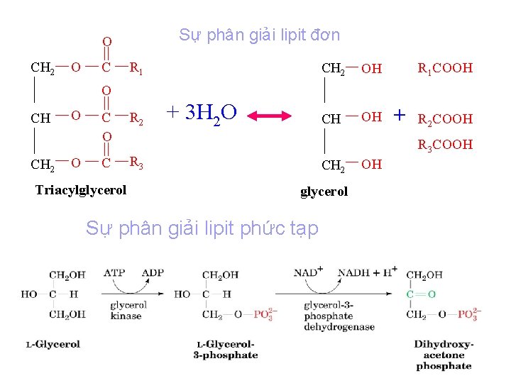 Sự phân giải lipit đơn O CH 2 O C R 1 CH 2 Sự phân giải lipit đơn O CH 2 O C R 1 CH 2