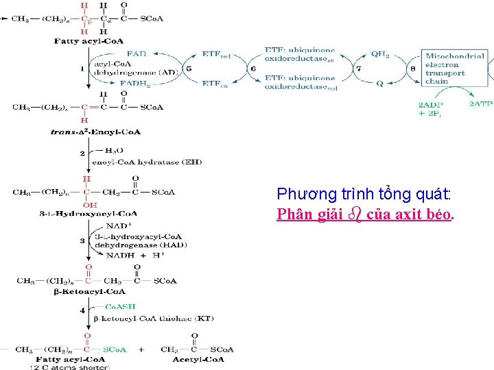 Phương trình tổng quát: Phân giải của axit béo. Phương trình tổng quát: Phân giải của axit béo.
