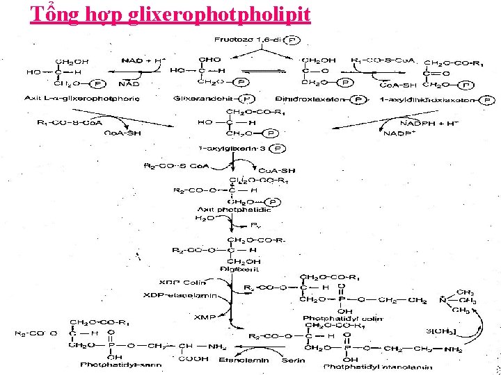 Tổng hợp glixerophotpholipit Tổng hợp glixerophotpholipit