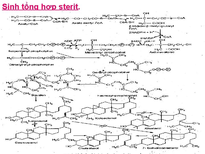 Sinh tổng hợp sterit. Sinh tổng hợp sterit.