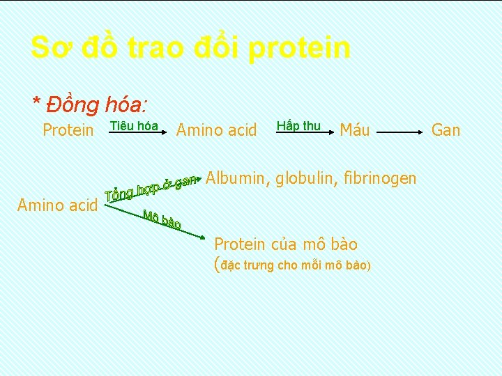 Sơ đồ trao đổi protein * Đồng hóa: Protein Tiêu hóa Amino acid Hấp Sơ đồ trao đổi protein * Đồng hóa: Protein Tiêu hóa Amino acid Hấp