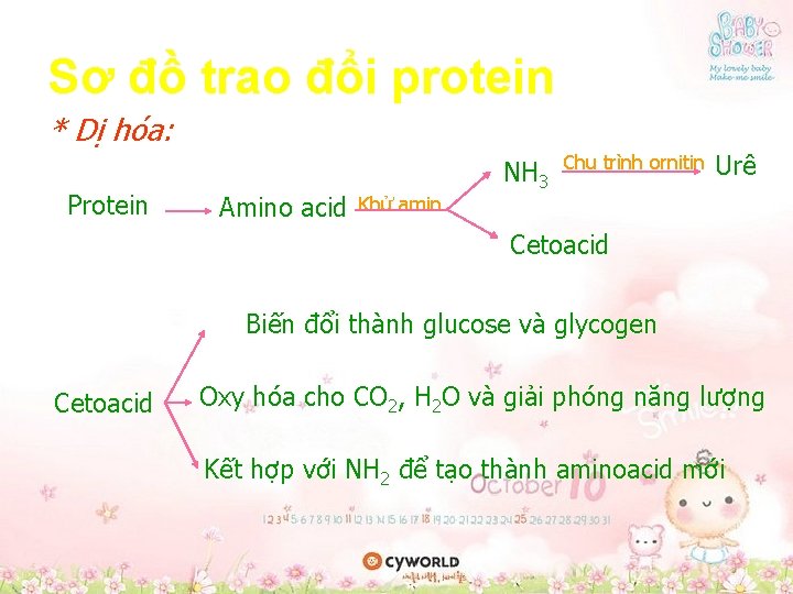 Sơ đồ trao đổi protein * Dị hóa: Protein Amino acid Khử amin NH Sơ đồ trao đổi protein * Dị hóa: Protein Amino acid Khử amin NH