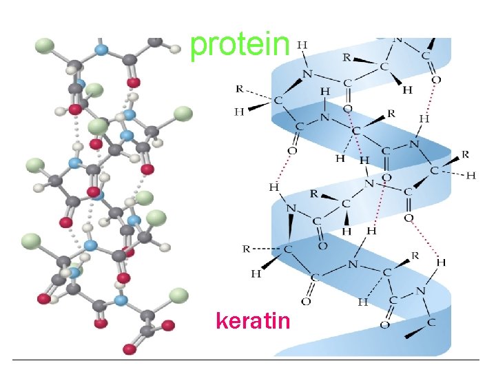 protein keratin protein keratin