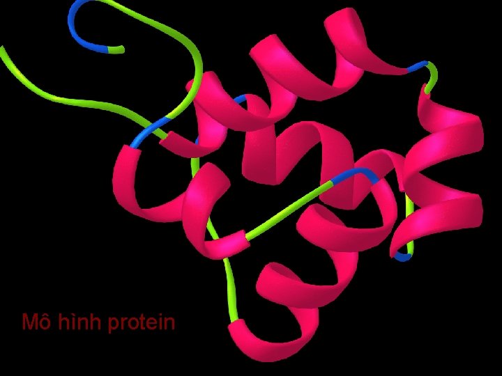 Mô hình protein Mô hình protein