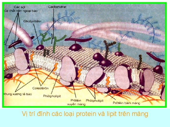 Vị trí đính các loại protein và lipit trên màng Vị trí đính các loại protein và lipit trên màng