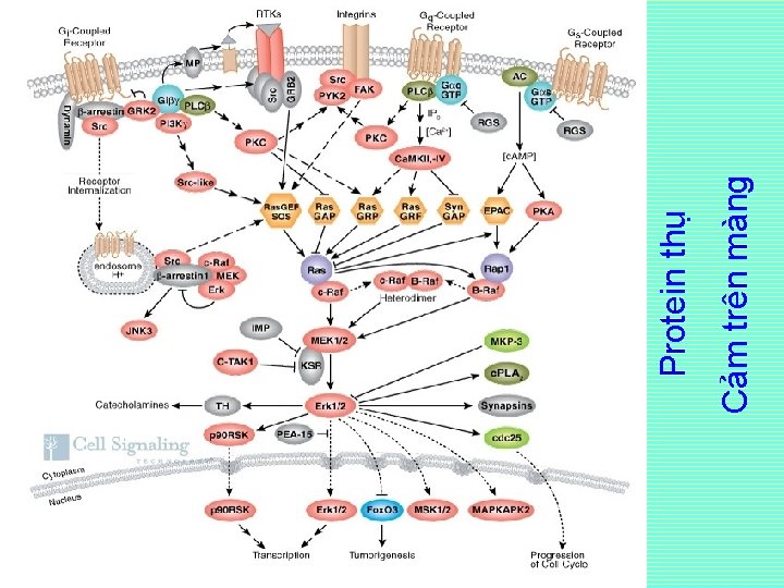 Cảm trên màng Protein thụ Cảm trên màng Protein thụ
