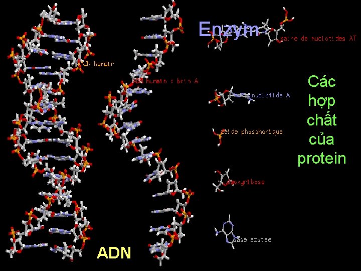 Enzym Các hợp chất của protein ADN Enzym Các hợp chất của protein ADN