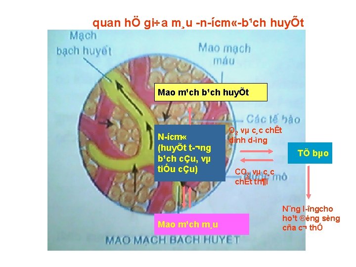quan hÖ gi÷a m¸u n ícm « b¹ch huyÕt Mao m¹ch b¹ch huyÕt N quan hÖ gi÷a m¸u n ícm « b¹ch huyÕt Mao m¹ch b¹ch huyÕt N