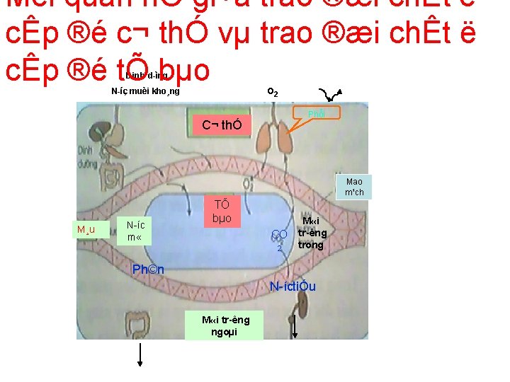 Mèi quan hÖ gi÷a trao ®æi chÊt ë cÊp ®é c¬ thÓ vµ trao Mèi quan hÖ gi÷a trao ®æi chÊt ë cÊp ®é c¬ thÓ vµ trao