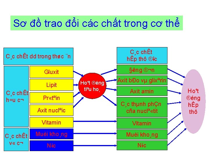 Sơ đồ trao đổi các chất trong cơ thể C¸c chÊt hÊp thô ® Sơ đồ trao đổi các chất trong cơ thể C¸c chÊt hÊp thô ®