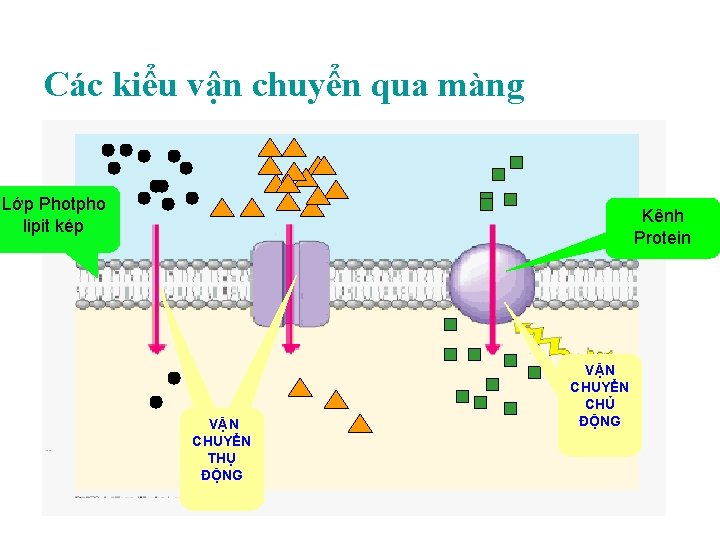 Các kiểu vận chuyển qua màng Lớp Photpho lipit kép Kênh Protein VẬN CHUYỂN Các kiểu vận chuyển qua màng Lớp Photpho lipit kép Kênh Protein VẬN CHUYỂN