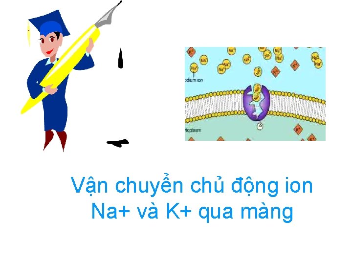 Vận chuyển chủ động ion Na+ và K+ qua màng Vận chuyển chủ động ion Na+ và K+ qua màng