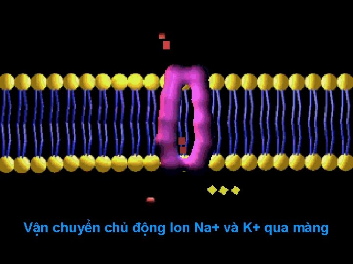 Vận chuyển chủ động Ion Na+ và K+ qua màng Vận chuyển chủ động Ion Na+ và K+ qua màng