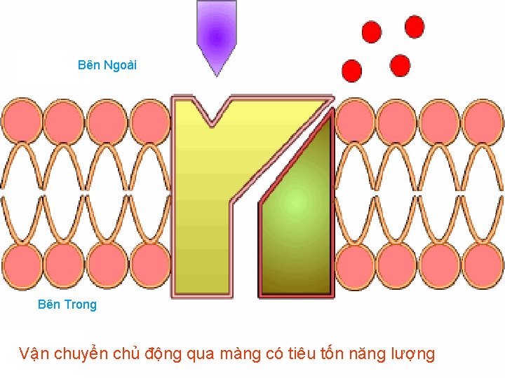 Bên Ngoài Bên Trong Vận chuyển chủ động qua màng có tiêu tốn năng Bên Ngoài Bên Trong Vận chuyển chủ động qua màng có tiêu tốn năng