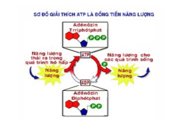 Cấu trúc phân tử ATP Cấu trúc phân tử ATP
